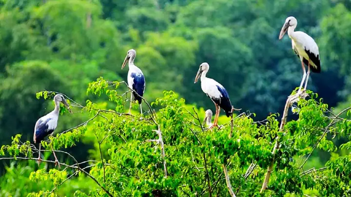Vườn Cò Bằng Lăng Thới Thuận Thốt Nốt Cần Thơ Là Gì? Vườn Cò Bằng Lăng Thới Thuận Thốt Nốt Cần Thơ Là Gì?