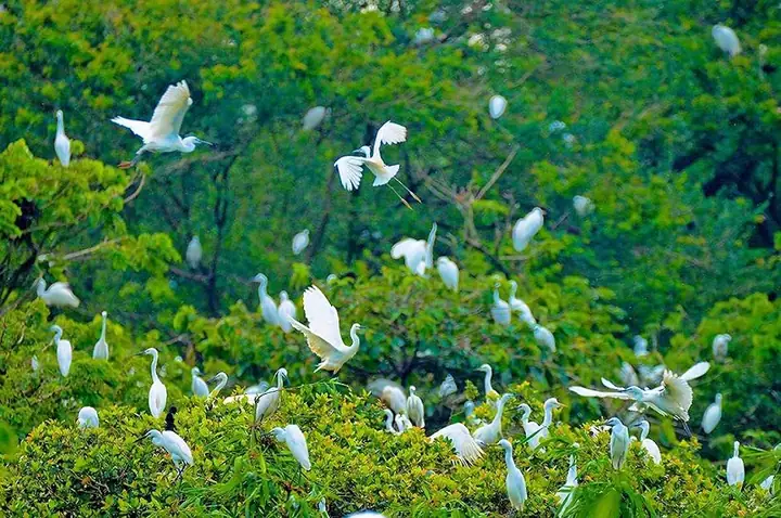 Vườn Cò Bằng Lăng Thới Thuận Thốt Nốt Cần Thơ Là Gì? Vườn Cò Bằng Lăng Thới Thuận Thốt Nốt Cần Thơ Là Gì?