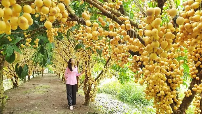 Vườn Trái Cây Phong Điền Cần Thơ Trĩu Quả Đáng Trải Nghiệm