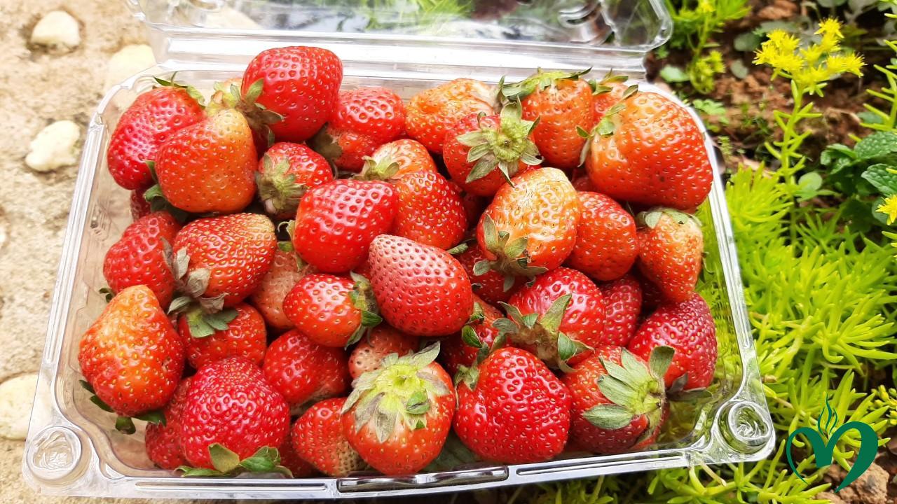 1kg dâu tây bao nhiêu tiền - Hình 2