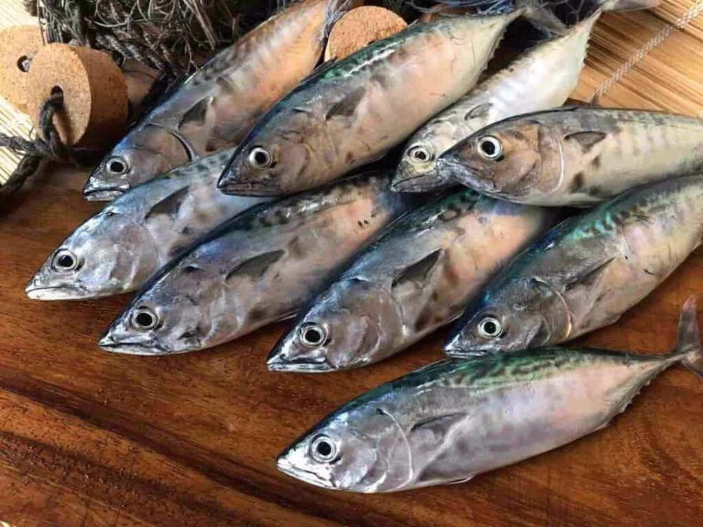 cá thu trắng và cá thu đen - Hình 2