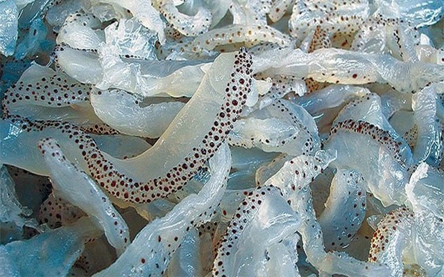 các loại sứa biển ở việt nam