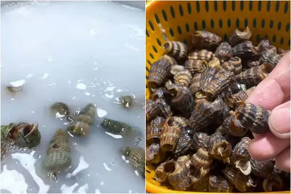 Cách Làm Ốc Len Xào Dừa, Xào Sả Ớt Ngon Đậm Vị Tại Nhà