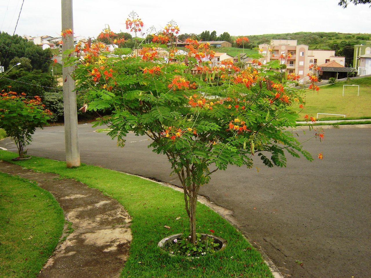 cây điệp cúng - Hình 2