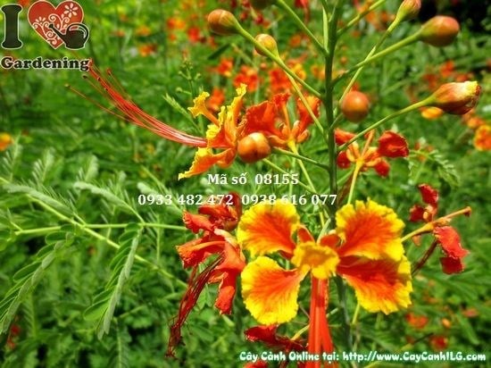 cây điệp cúng - Hình 5