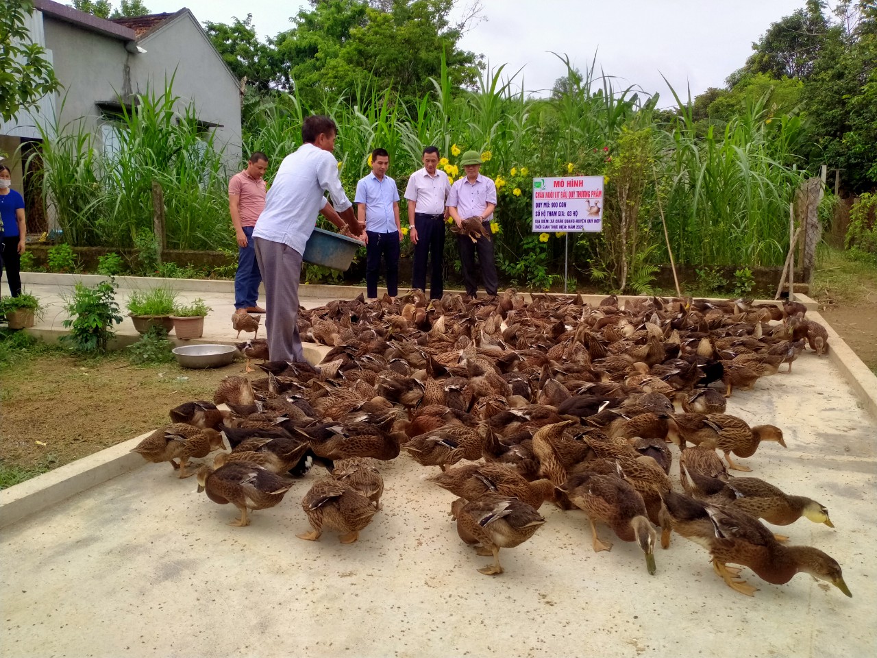 châu quang quỳ hợp nghệ an - Hình 3
