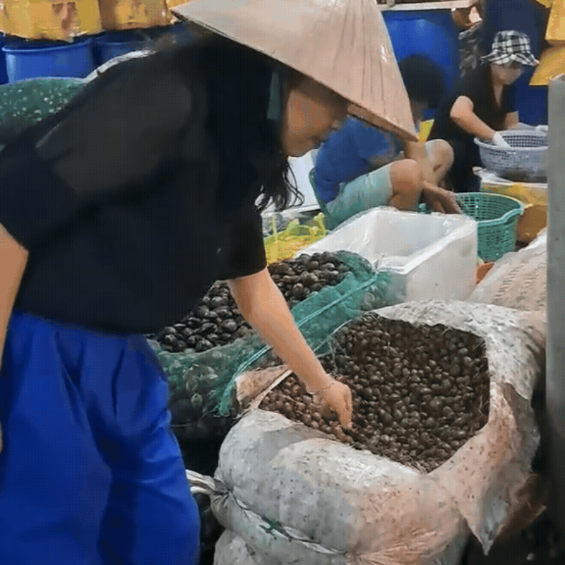 chợ đầu mối hải sản hải phòng - Hình 2