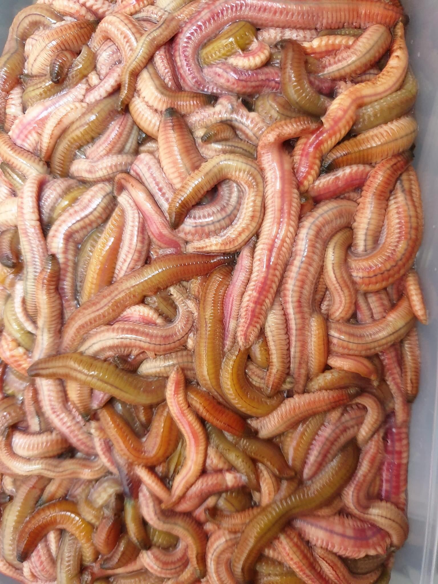 con rươi đặc sản ở đâu