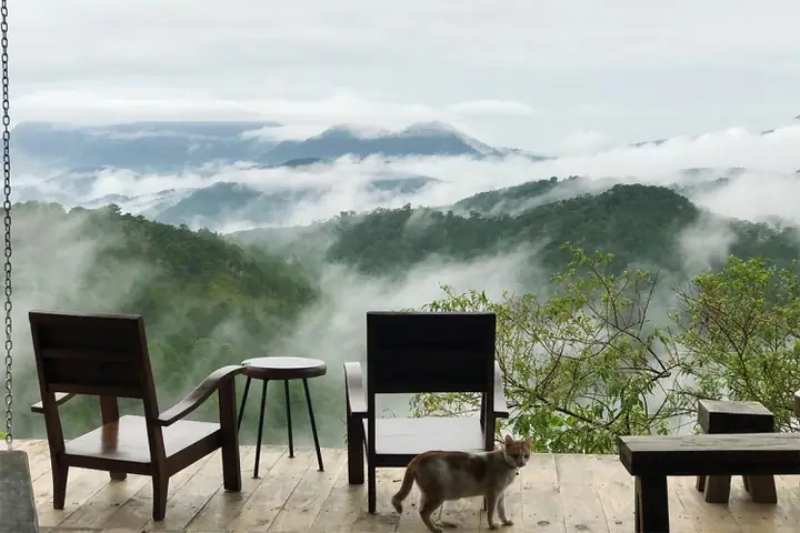 Cheo Veooo Đà Lạt: Review Quán Cà Phê View Rừng Núi Độc Đáo Giữa Lòng Thành Phố Cheo Veooo Đà Lạt: Review Quán Cà Phê View Rừng Núi Độc Đáo Giữa Lòng Thành Phố