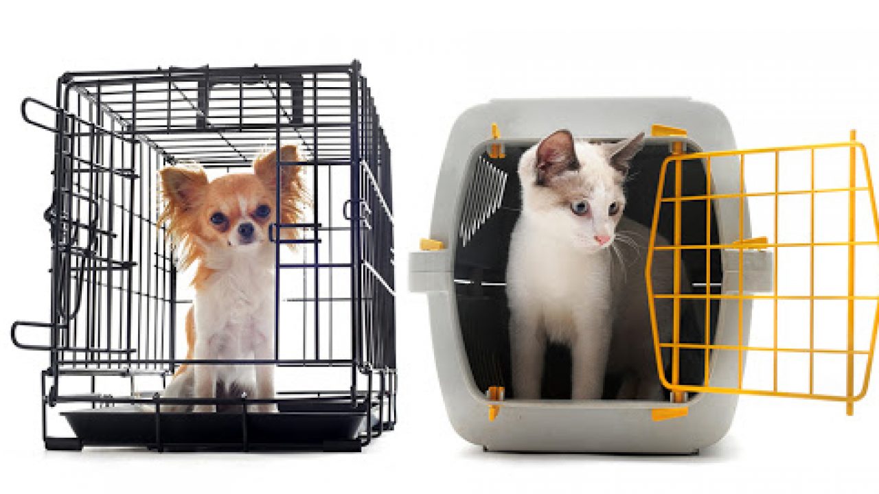 dịch vụ vận chuyển thú cưng