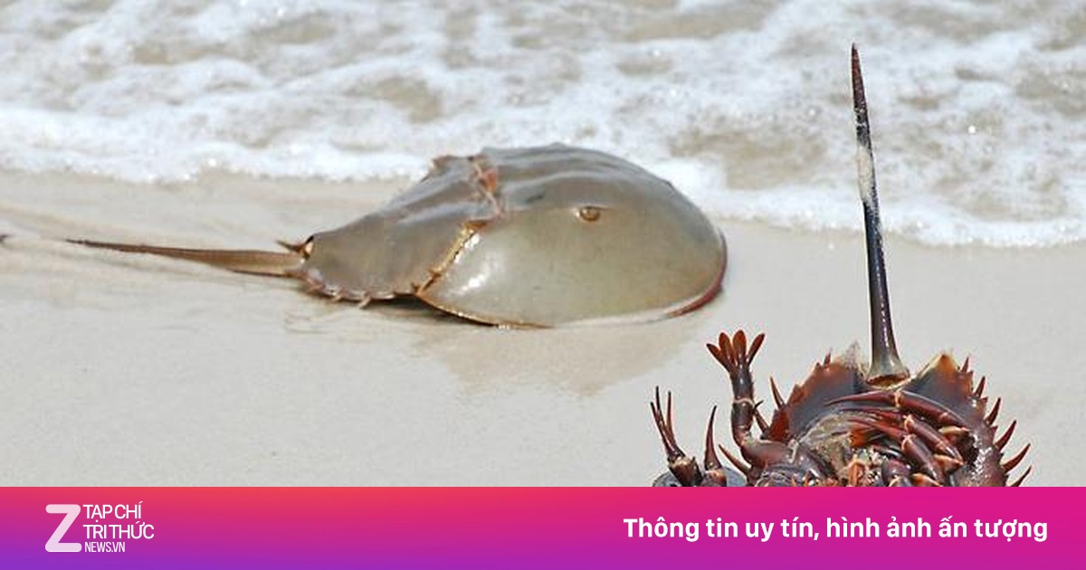 dính như sam nghĩa là gì - Hình 4
