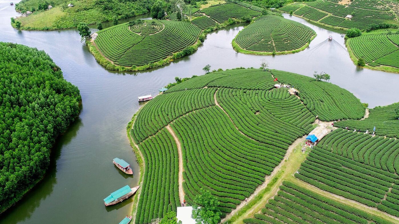 đồi chè thanh chương nghệ an - Hình 3
