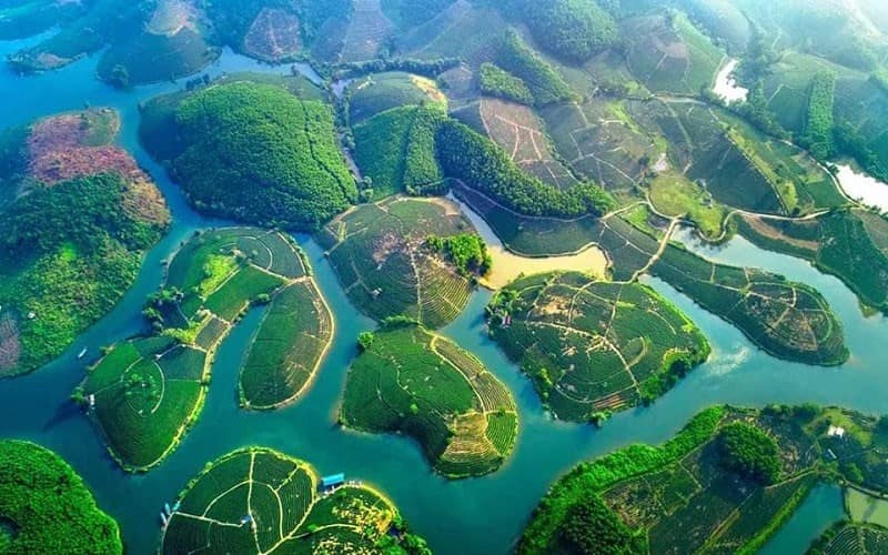 đồi chè thanh chương nghệ an - Hình 4