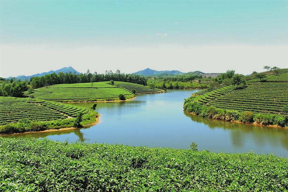 đồi chè thanh chương nghệ an - Hình 5