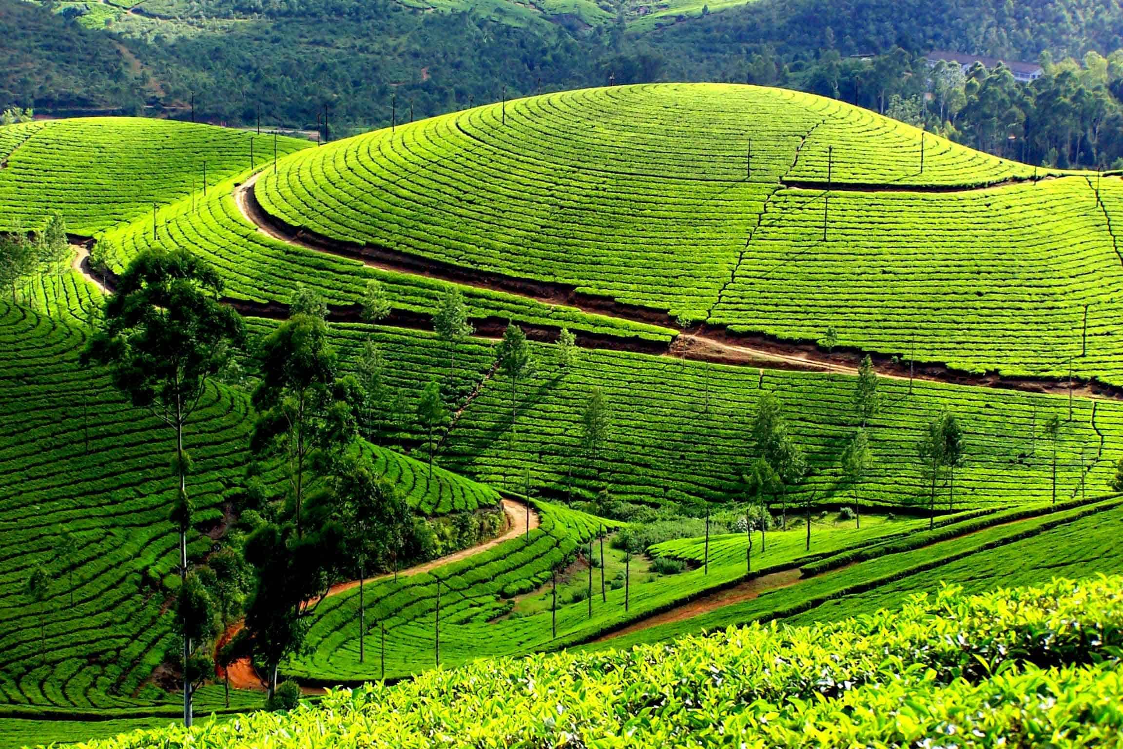 đồi chè thanh chương nghệ an - Hình 1