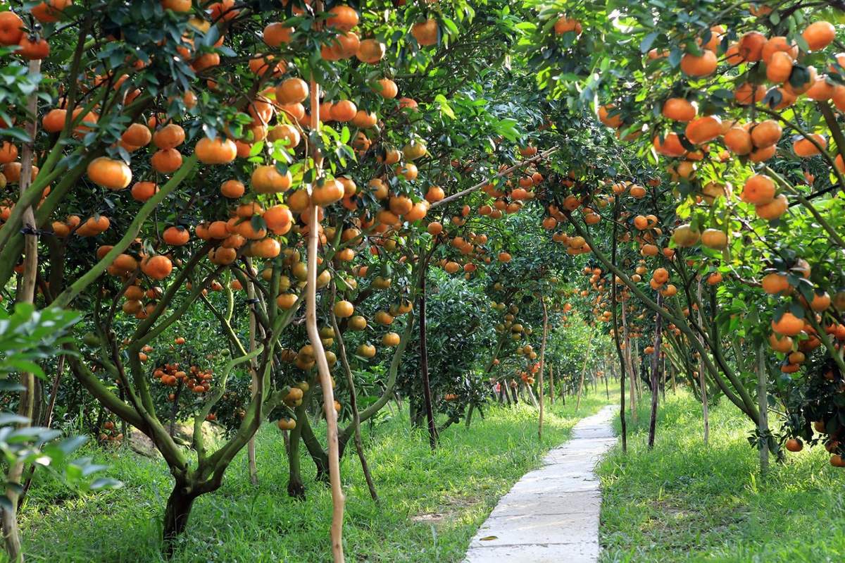 du lịch chính thương vườn trái cây