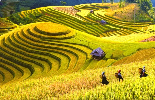 giới thiệu về ruộng bậc thang - Hình 2