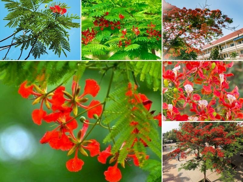 hình ảnh cây phượng ở sân trường - Hình 3