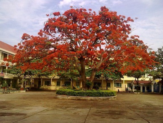 hình ảnh cây phượng ở sân trường - Hình 4