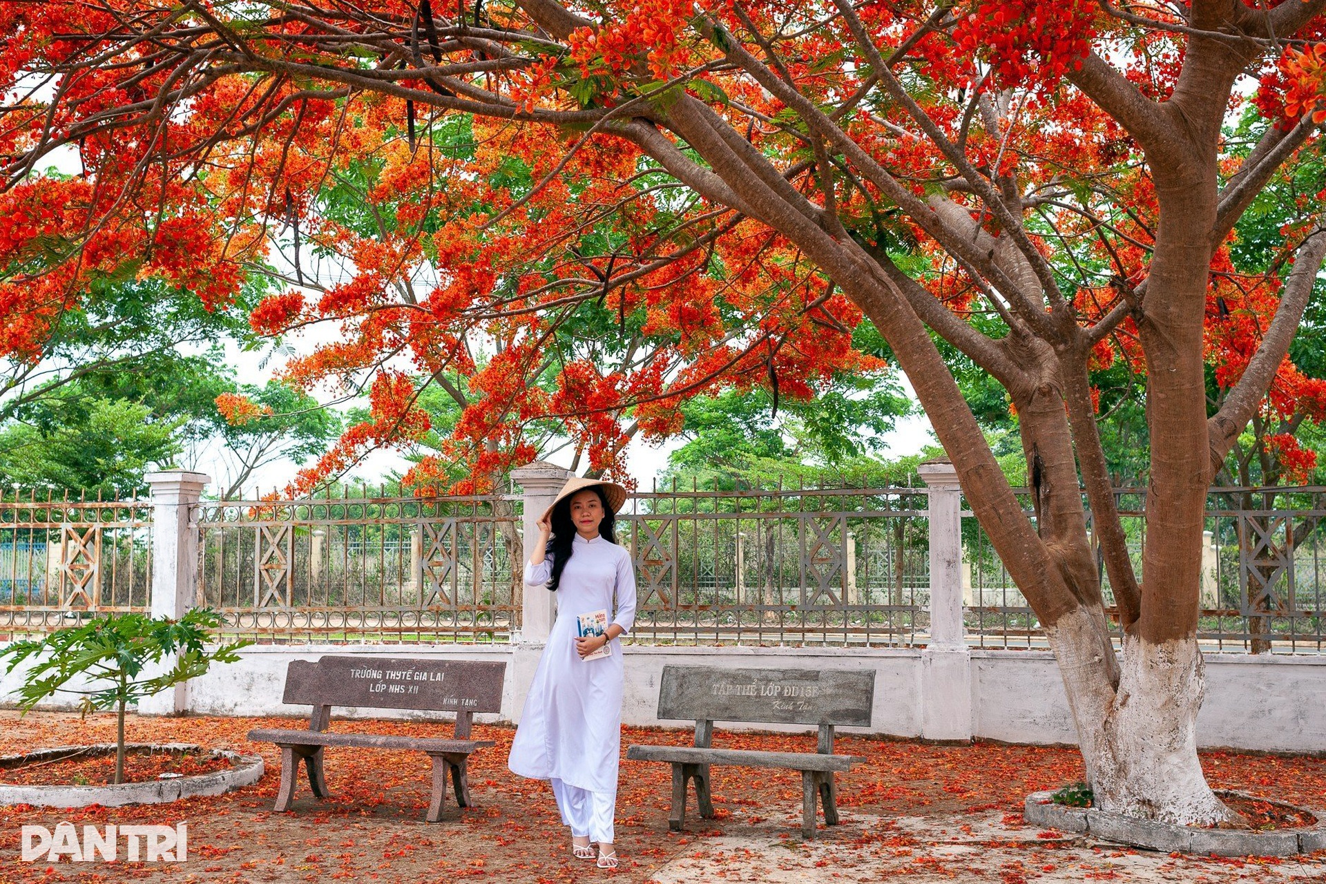 hình ảnh cây phượng ở sân trường - Hình 5