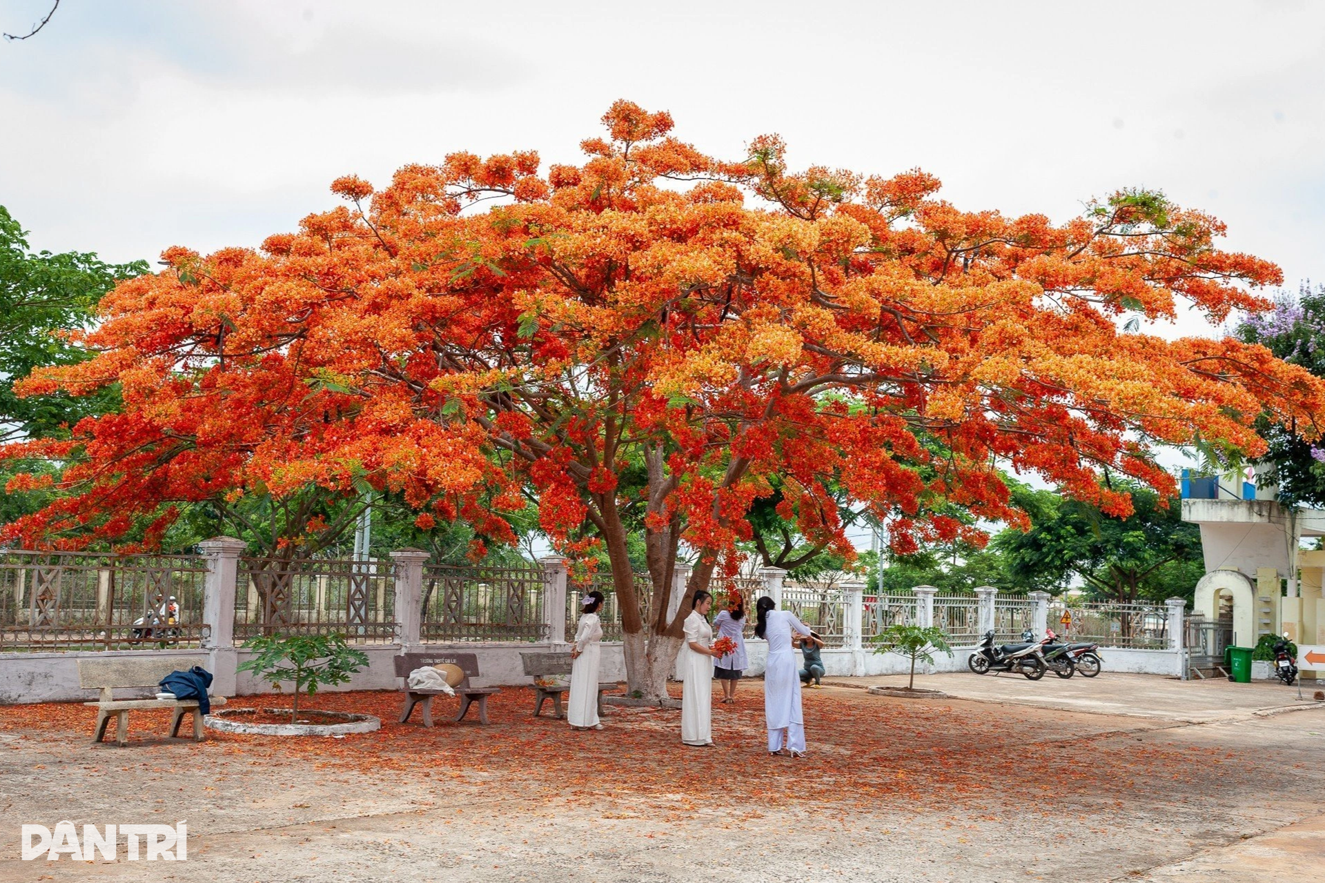 hình ảnh cây phượng ở sân trường