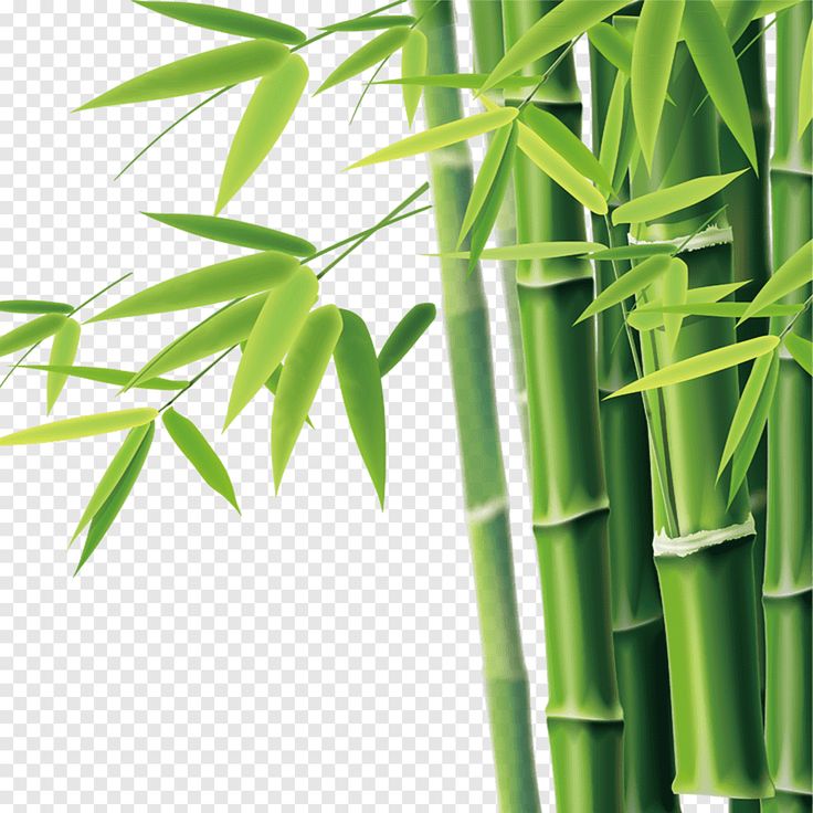 hình ảnh cây tre đẹp nhất - Hình 3
