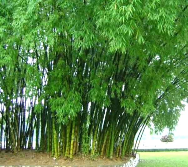 hình ảnh cây tre đẹp nhất - Hình 4