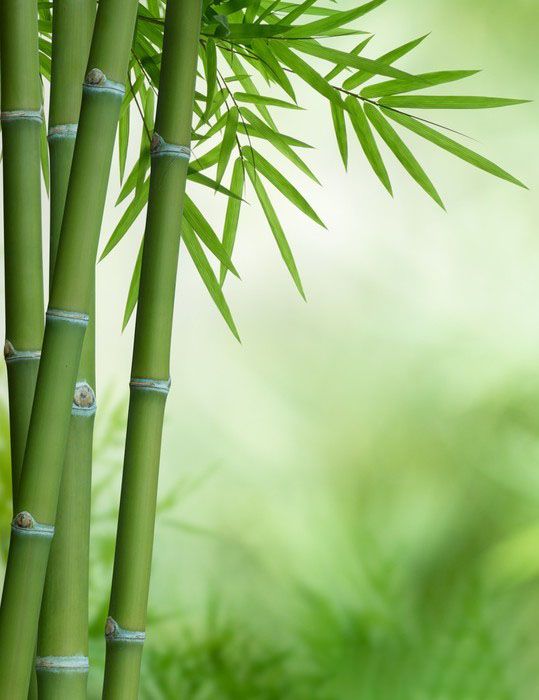 hình ảnh cây tre đẹp nhất