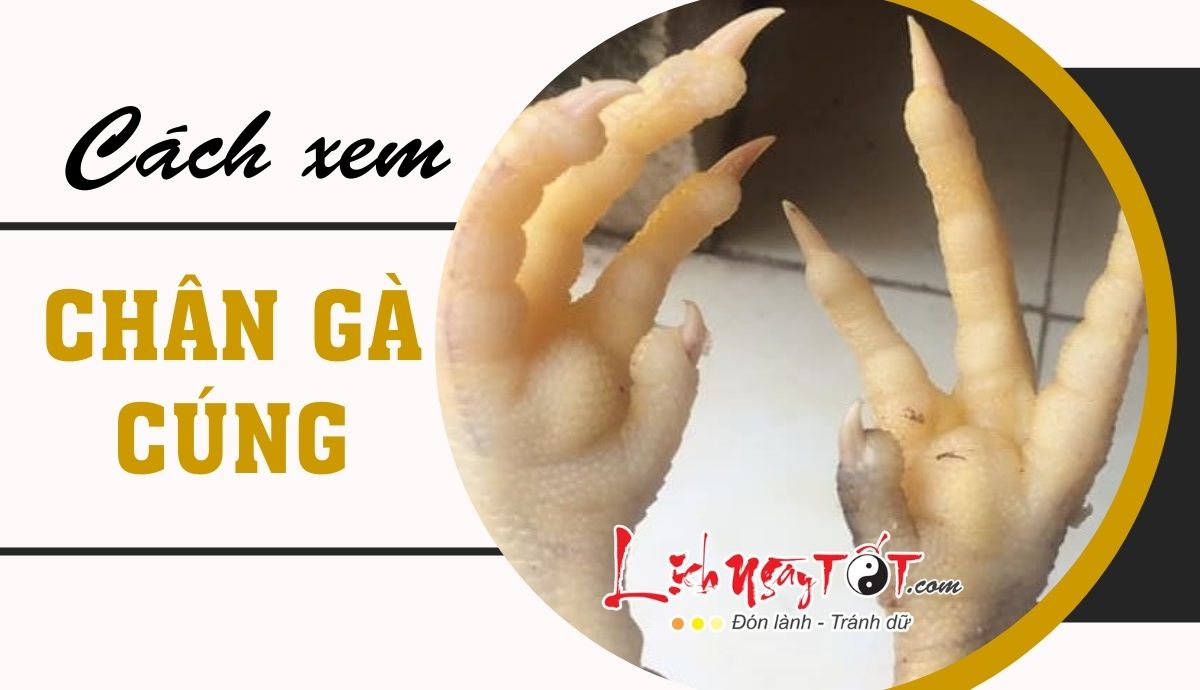 hình ánh chân gà cúng đẹp