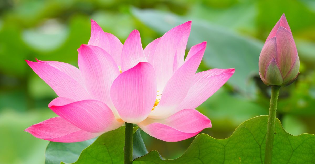 hình ảnh hoa sen đẹp nhất việt nam - Hình 2