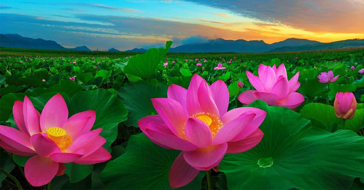 hình ảnh hoa sen đẹp nhất việt nam - Hình 3