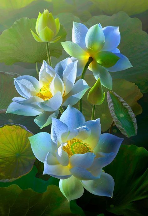 hình ảnh hoa sen đẹp nhất việt nam