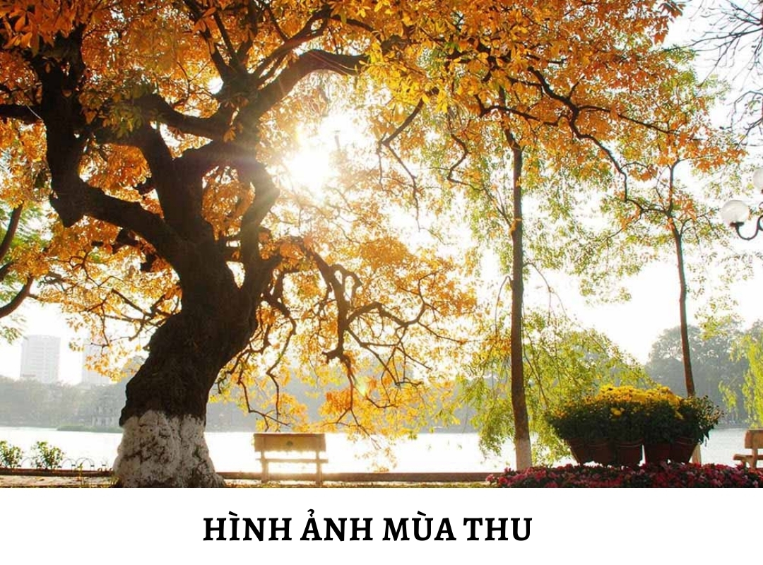 hình ảnh mùa thu đẹp lãng mạn - Hình 4