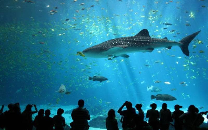 hình ảnh viện hải dương học nha trang - Hình 4