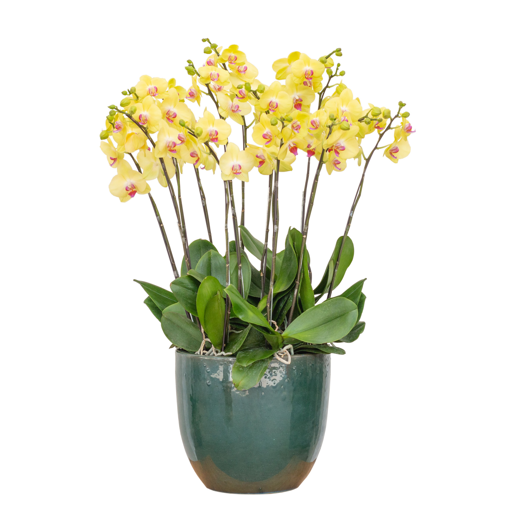 hoa lan hồ điệp đà lạt - Hình 2