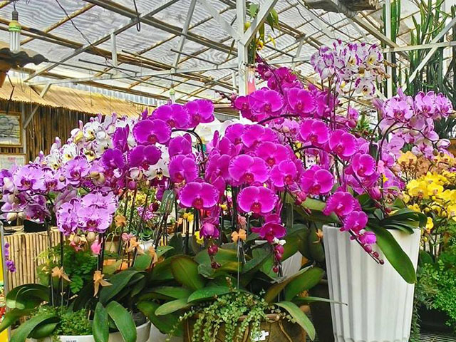 hoa lan hồ điệp đà lạt - Hình 4