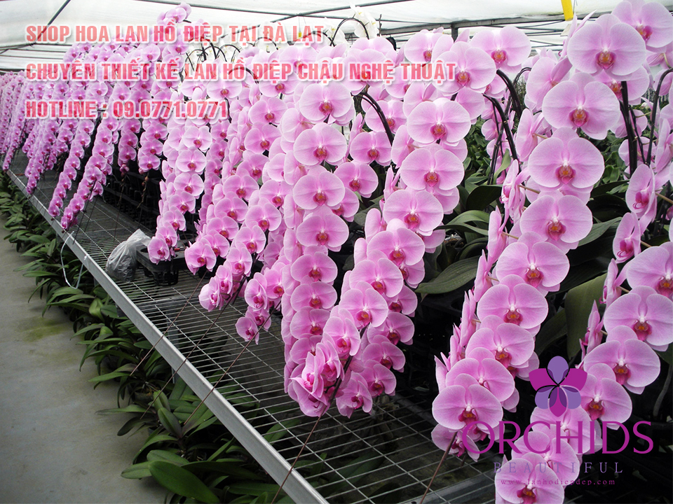 hoa lan hồ điệp đà lạt - Hình 1