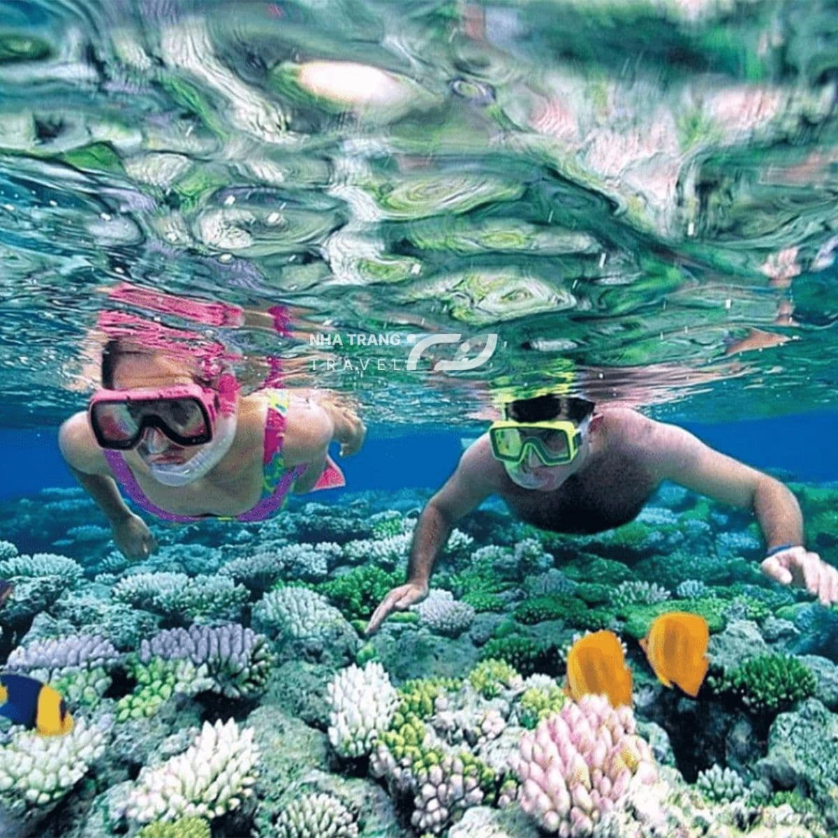lặn ngắm san hô nha trang - Hình 1