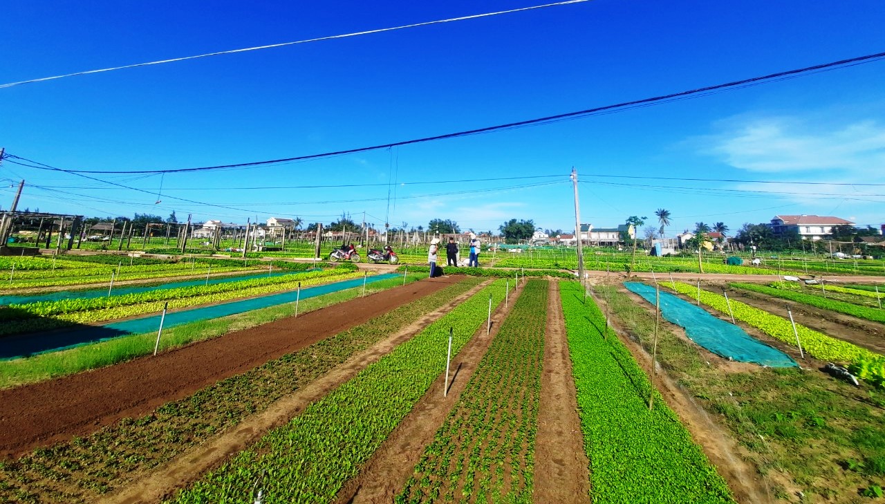 làng rau trà quế hội an - Hình 2