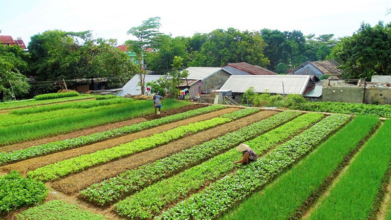làng rau trà quế hội an - Hình 3