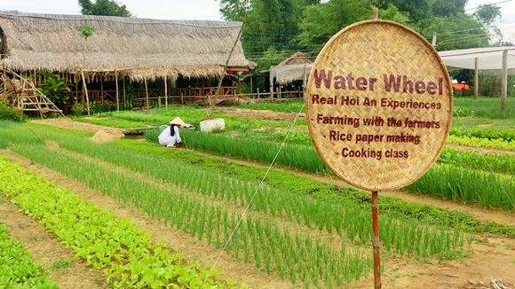 làng rau trà quế hội an - Hình 4