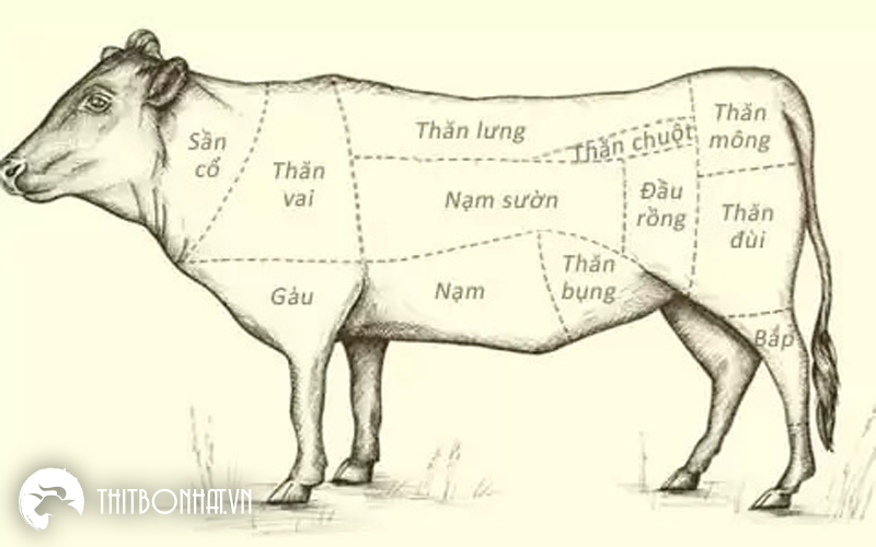 nạm bò là phần nào của con bò - Hình 4