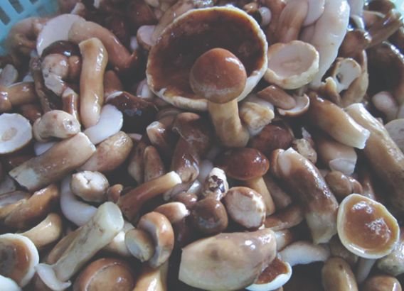 nấm tràm không nên ăn với gì - Hình 5
