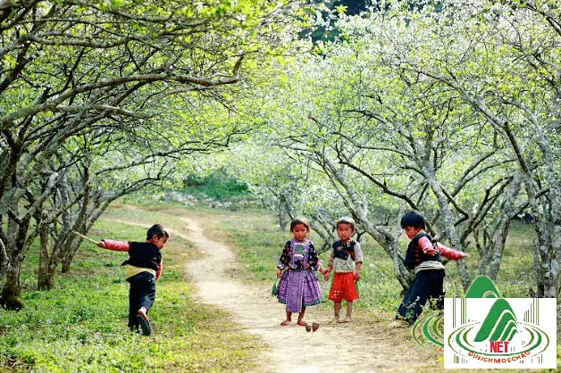 Nên Đi Mộc Châu Vào Tháng Nào? Cẩm Nang Mùa Đẹp Nhất Năm