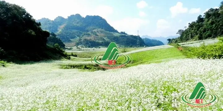 Nên Đi Mộc Châu Vào Tháng Nào? Cẩm Nang Mùa Đẹp Nhất Năm