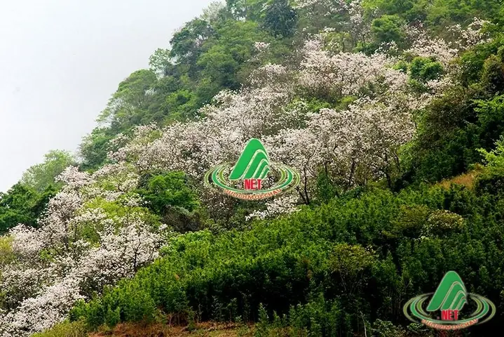 Nên Đi Mộc Châu Vào Tháng Nào? Cẩm Nang Mùa Đẹp Nhất Năm