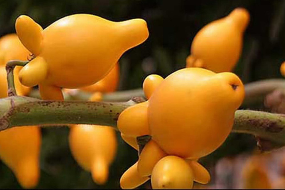 quả dư thừa là quả gì - Hình 3