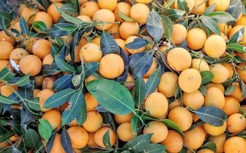quả thanh trà có tác dụng gì - Hình 4