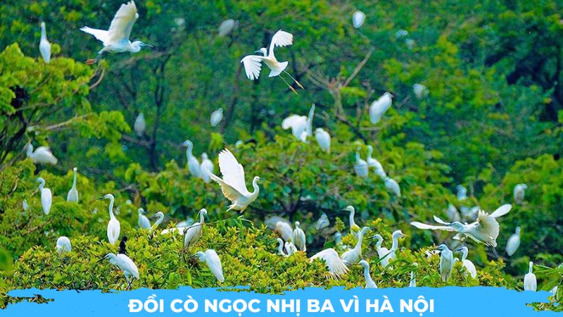 rừng cò ba vì hà nội - Hình 3