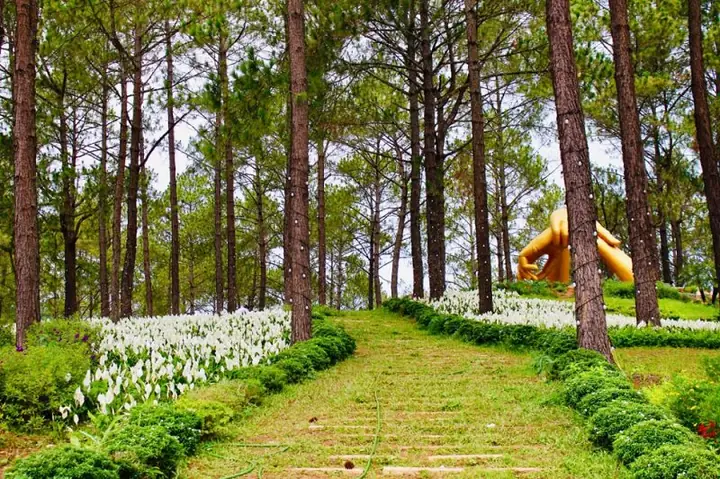 Rừng Thông Bản Áng Mộc Châu: Điểm Đến Xanh Mát Không Thể Bỏ Lỡ Rừng Thông Bản Áng Mộc Châu: Điểm Đến Xanh Mát Không Thể Bỏ Lỡ